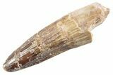 Fossil Spinosaurus Tooth - Real Dinosaur Tooth #360142-1